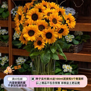 【种子】  夏季耐热 切花型 向日葵 文森特  橘子 5粒