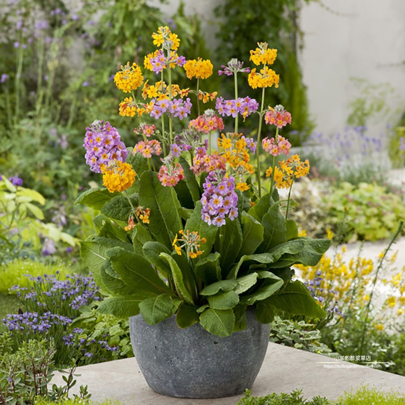 进口种子樱草烛台报春混色