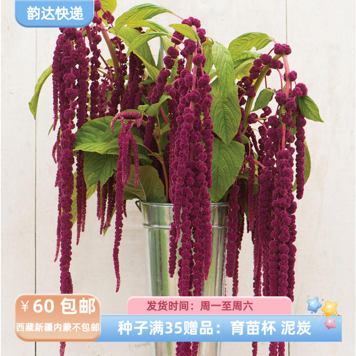 【种子】花种子  装饰切花型 苋属 苋菜 千穗谷  20粒