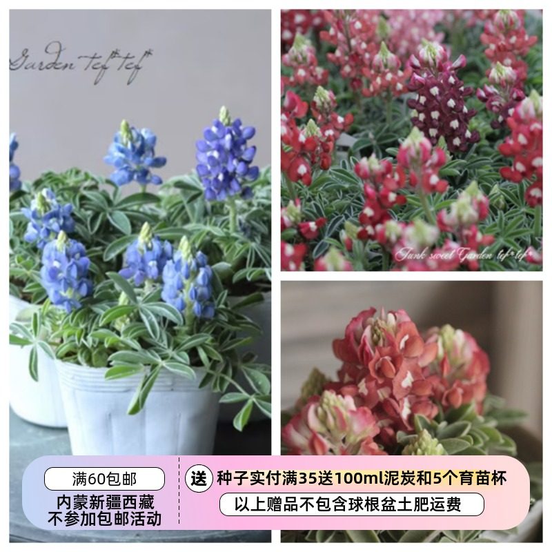 【种子】新花色 迷你可爱 鲁冰花 矮生小型德克萨斯羽扇豆 5粒,鲜花速递/花卉仿真/绿植园艺,家庭园艺种子,淘宝优惠券,粉丝福利购,淘宝优惠卷