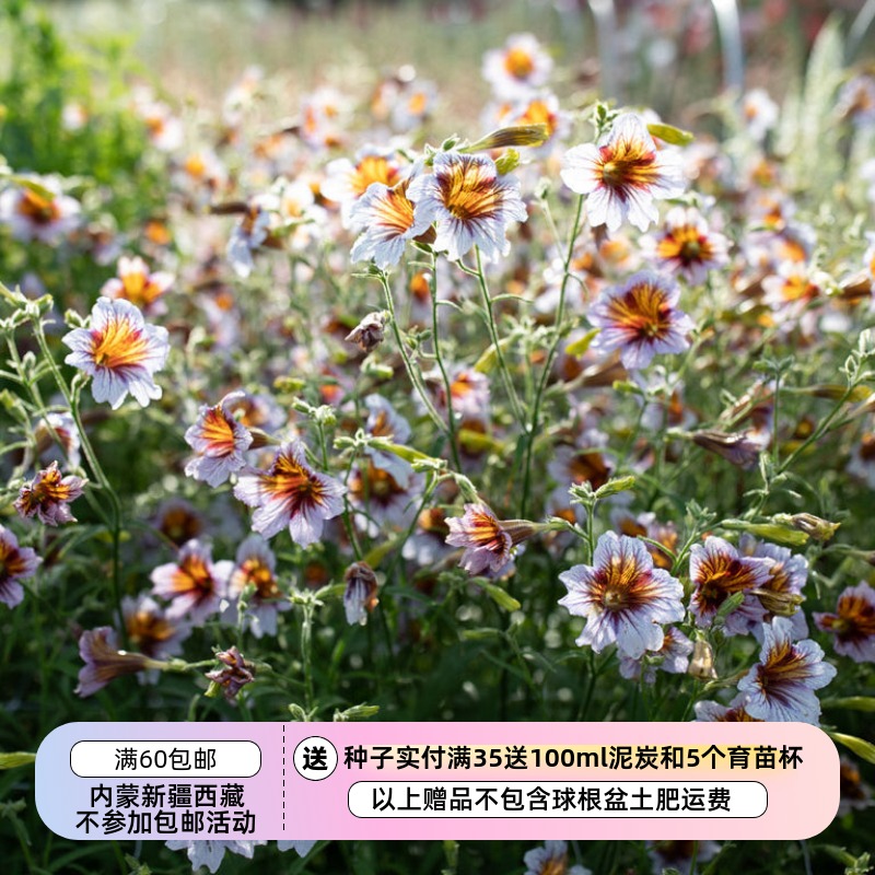 疯狂的小羊智利喇叭花薰衣草阴影
