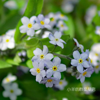 疯狂的小羊淡薰衣草色勿忘我