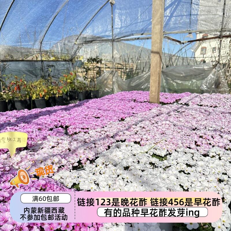 【现货球根】链接6 秋植酢浆草球根 早花桃之辉  双色冰淇淋等..