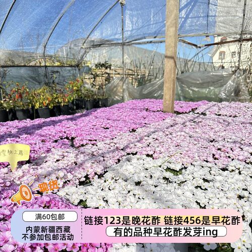 桃之辉酢浆草双色冰淇淋