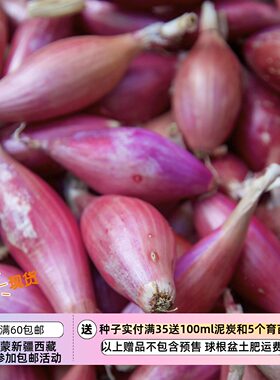 【种子】口味温和淡甜 鱼雷型 红色佛罗伦萨长洋葱 10粒
