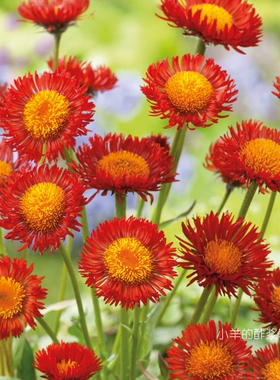 【种子】多年生 橙色雏菊 橙花飞蓬菊 5粒