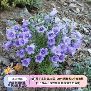 【种子】多年生 桔梗科 比利牛斯风铃草 华丽风铃草 10粒
