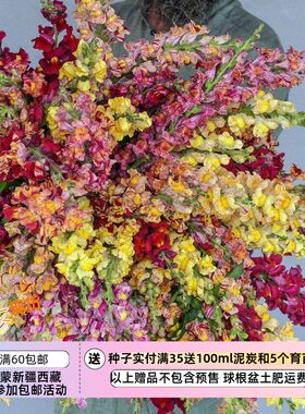 色彩斑斓的喷溅花色金鱼草