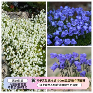 【种子】 桔梗科 矮小多花 仙女针风铃草两种颜色可选 10粒