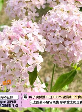 疯狂的小羊淡粉色樱小町