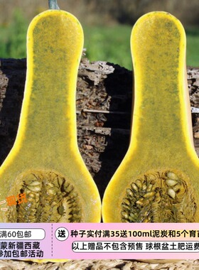 【种子】传家宝老品种 危地马拉绿色南瓜 2粒