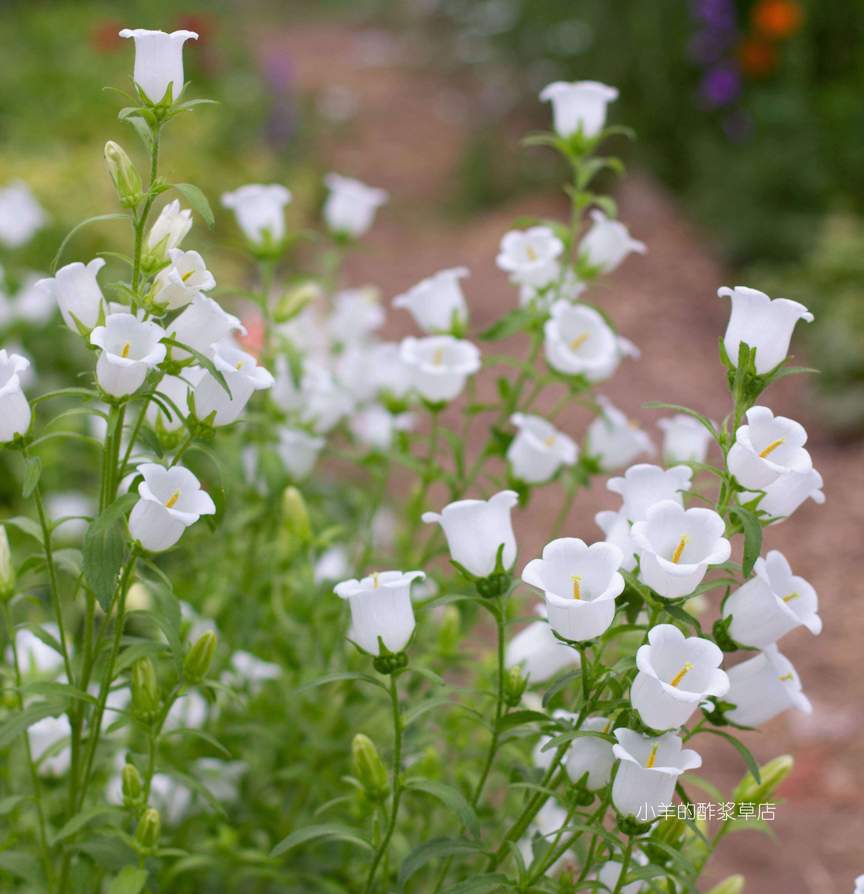 【种子】两年生 切花型 风铃草 超-级冠军系列 白色 20粒