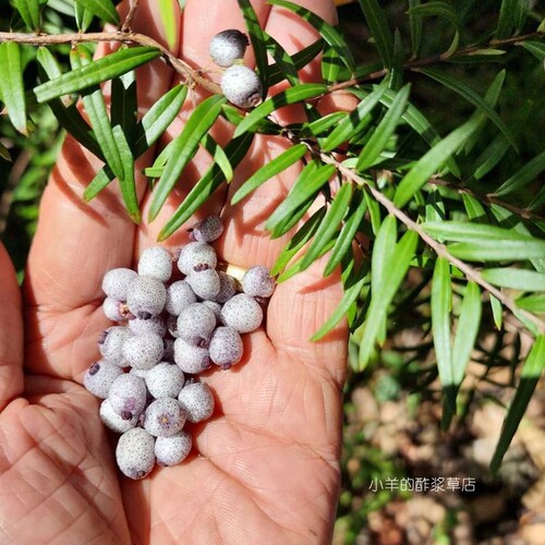 【种子】多年生 澳洲浆果小灌木 蜜晶果 Midyim Berry 3粒