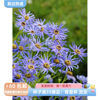 【种子】一年生菊科雏菊蓝色20粒