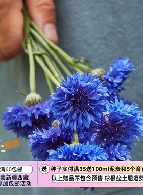 【种子】一年生草本 重瓣矢车菊  蓝色boy 10粒