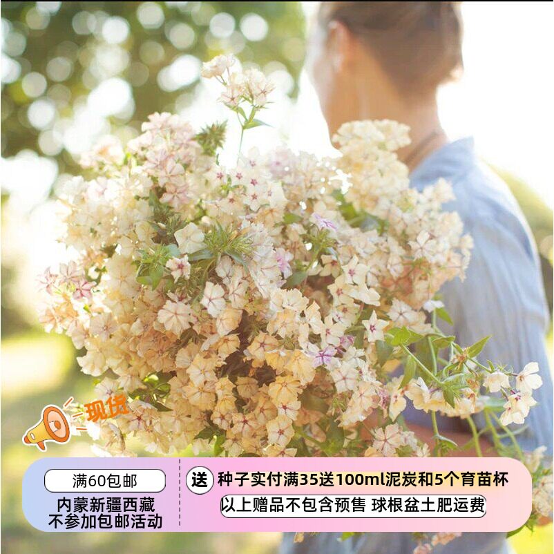 【种子】 切花型 花色多变  有香味 福禄考 焦糖布丁 10粒