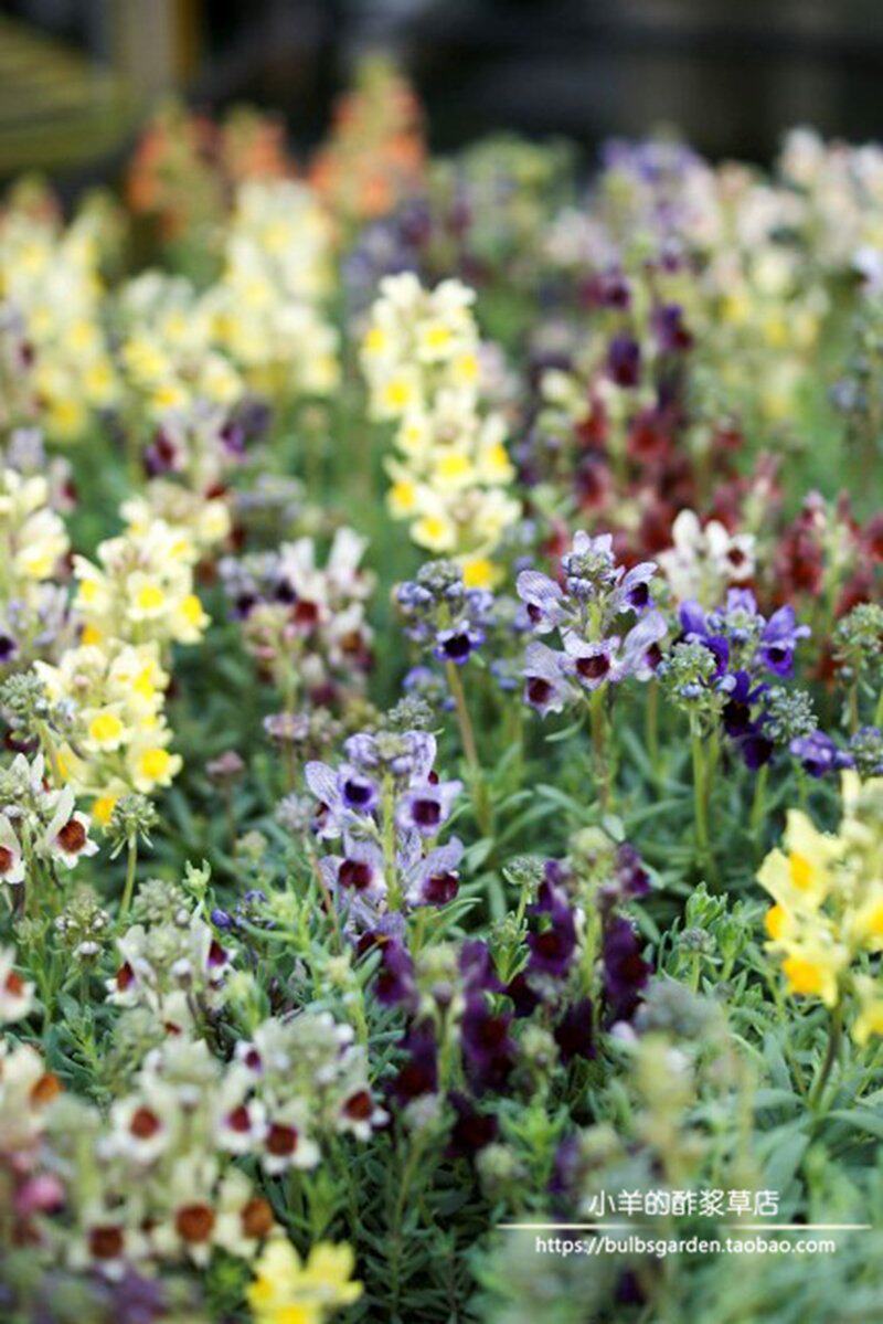 【种子 】 多年生 玄参科 姬金鱼草 霓虹灯混色 10粒