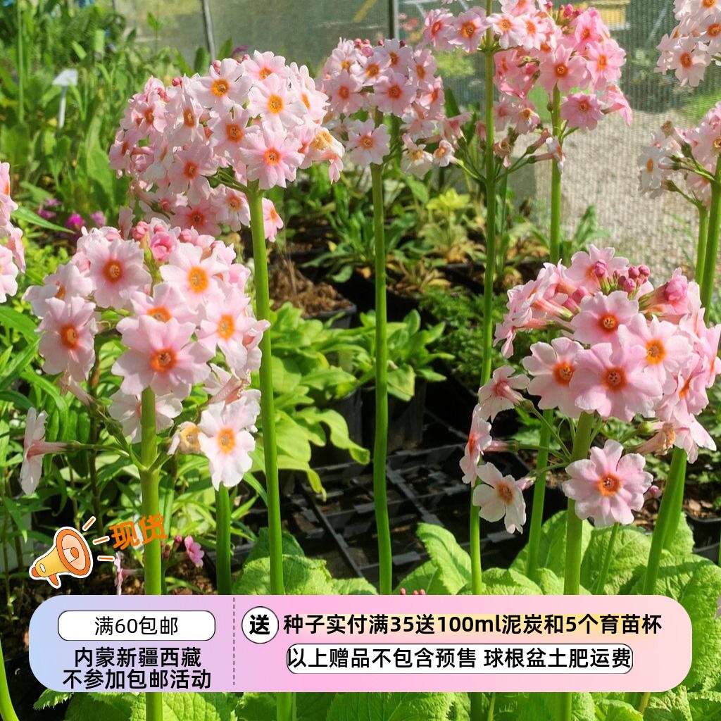 【种子】多年生 报春花科 日本报春 烛台报春 苹果花色 5粒