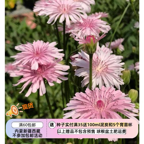 菊科还阳参千本桃色蒲公英