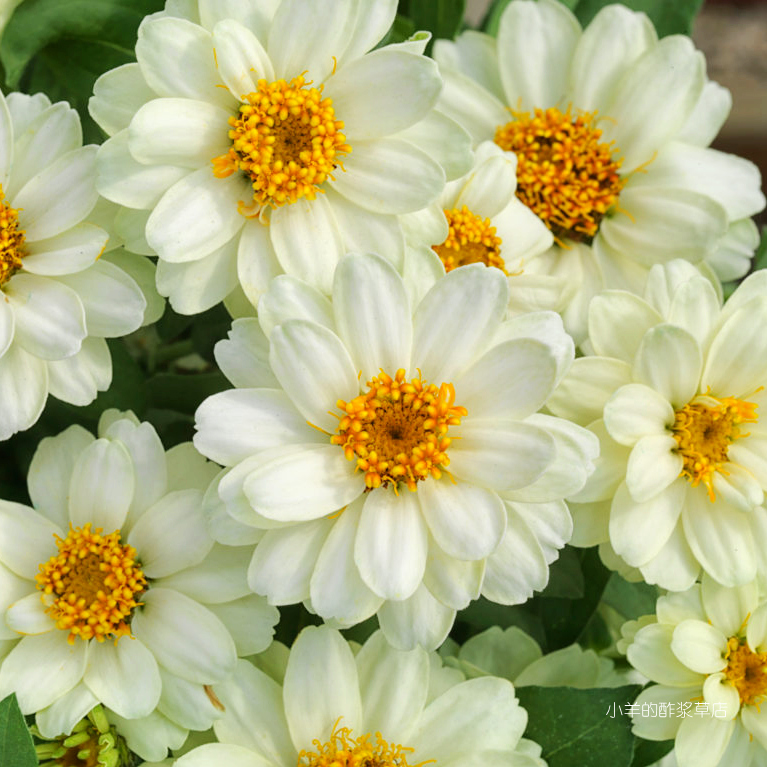 疯狂的小羊丰盛白色重瓣