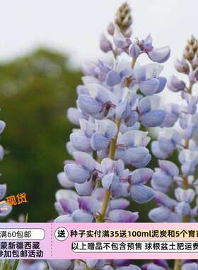 梦幻紫色日晷羽扇豆