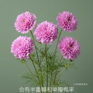 【种子】一年生夏季耐热  波斯菊 荷兰玫瑰 10粒