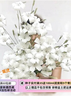 【种子】一年生 切花型 白色花 大麦仙翁 海洋珍珠  10粒