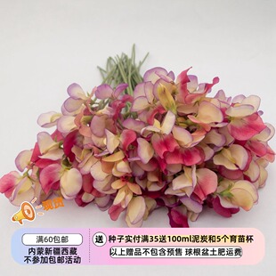 【种子】一年生 芳香植物 爬藤 三色香豌豆 西班牙舞者 3粒