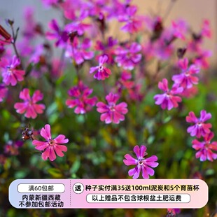 【种子】  多花爆盆 心型花瓣 蝇子草矮生大蔓樱草 粉红仙子 10粒