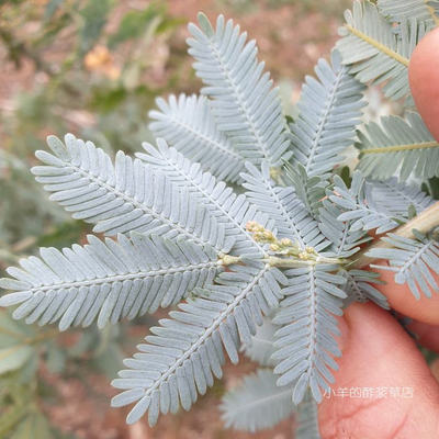 【种子】多年生 贝利氏相思树 库塔蒙德拉金合欢 5粒