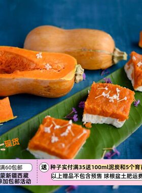 【种子】迷你南瓜 食用/装饰  甘甜香糯坚果风味 蜜糖宝贝 F1 3粒