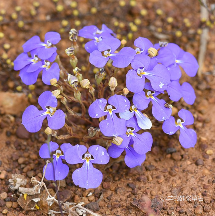 【种子】大花六倍利 纤细半边莲 蓝色翅膀 10粒