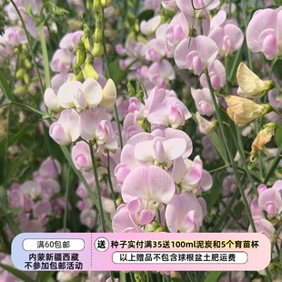 【种子】多年生 切花型 各种野豌豆 山黧豆 多色可选