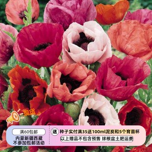 【种子】多年生 矮小 大花 东方虞美人 变奏曲混色 10粒