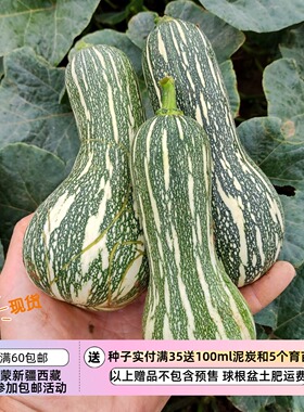 【种子】巴西传家宝  橙色果肉口感顺滑 小型南瓜 保利斯塔 3粒