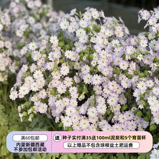 【种子】多年生 改良版云南樱草   陕西报春  樱花粉色10粒