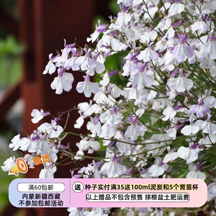 【种子】多种新花色可选 花期超长待机的 六倍利和香雪球