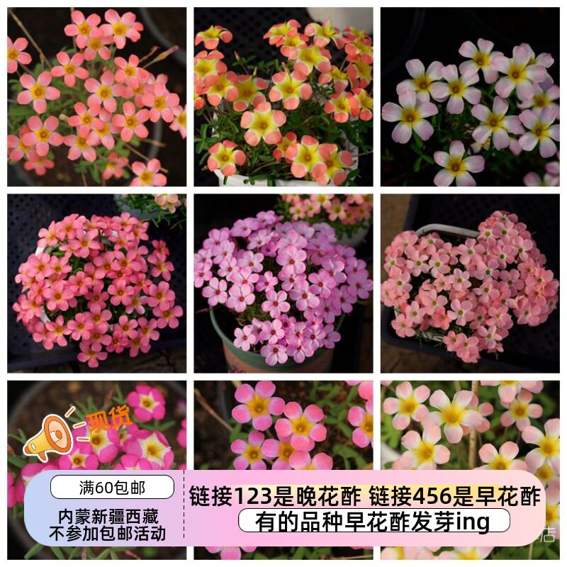 【现货球根】增加新品 链接5 秋植酢浆草球根 早花糖果盒系列等.