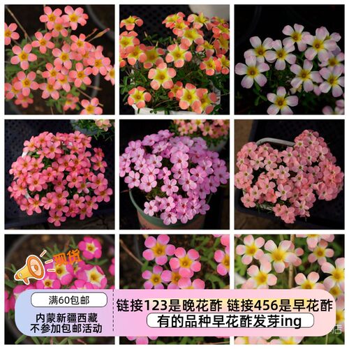 疯狂的小羊爆花早花酢浆草