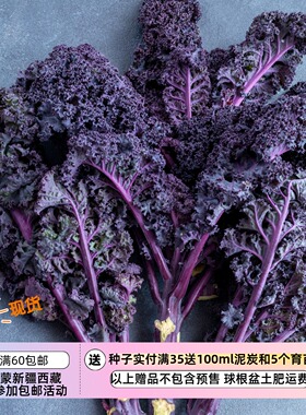 【种子】紫叶脉叶茎卷曲叶羽衣甘蓝 猩红色 10粒
