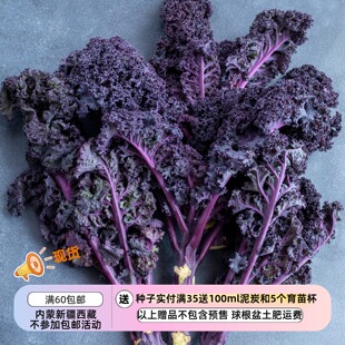 【种子】紫叶脉叶茎卷曲叶羽衣甘蓝 猩红色 10粒