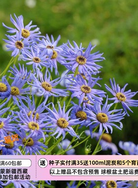 【种子】  菊科 天鹅河雏菊卷曲的花瓣 蓝色恒星 20粒