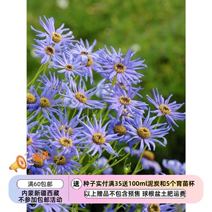 【种子】 菊科 天鹅河雏菊卷曲的花瓣 蓝色恒星 20粒