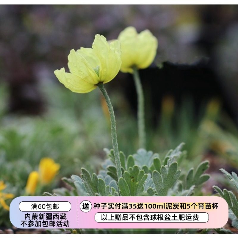 【种子】  山野草  矮生小型 日本虞美人  10粒,鲜花速递/花卉仿真/绿植园艺,家庭园艺种子,淘宝优惠券,粉丝福利购,淘宝优惠卷