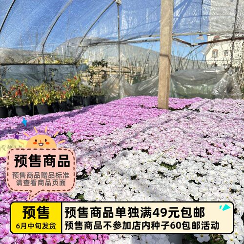 桃之辉酢浆草双色冰淇淋