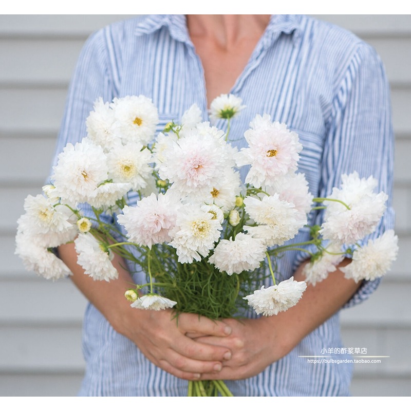 疯狂的小羊重瓣波斯菊