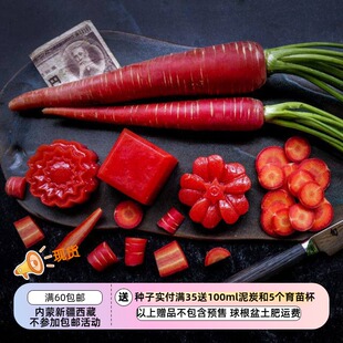 【种子】日本金时胡萝卜（甘甜红胡萝卜）京都红 10粒