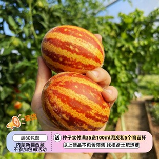 【种子】前苏联传家宝品种浓郁甜味儿 小甜瓜  5粒