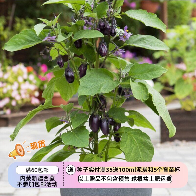 【种子】家庭菜园盆栽 矮生灌木小茄子  露台紫丛茄 10粒
