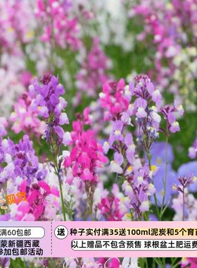 迷你金鱼草切花型柳穿鱼仙女花束